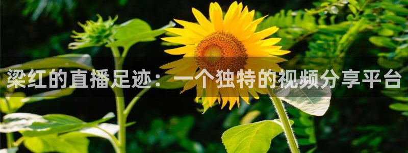 833体育直播观看：梁红的直播足迹：一个独特的视频分享平台